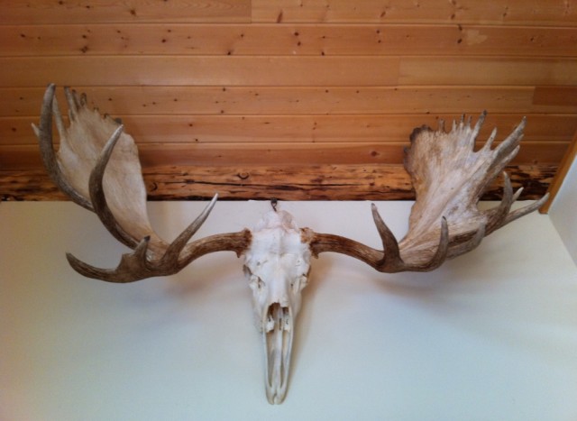 Antlers.jpg