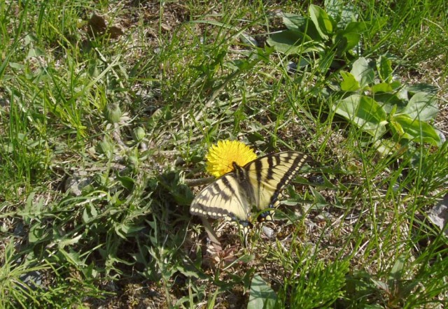 Butterfly.JPG