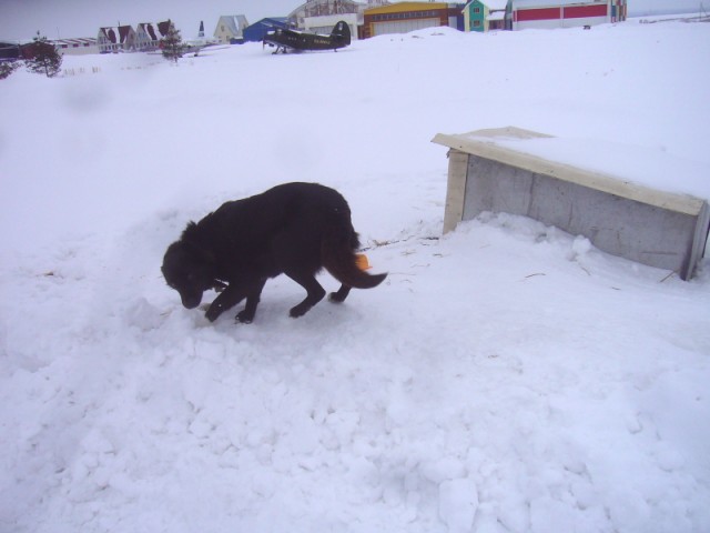 Собака.JPG (437.86 КБ) 9322 просмотра Собака Дуська