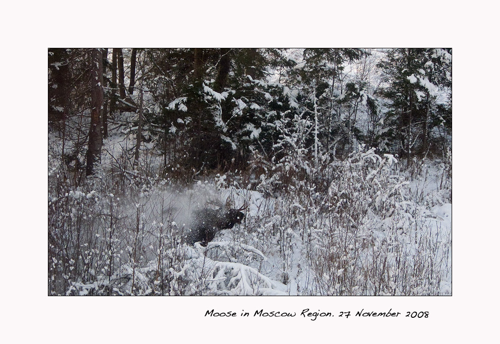 Moose.jpg