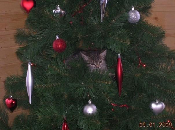 котик.JPG