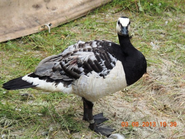 DSCN4569.JPG