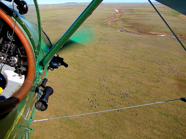 Олени в долине реки.JPG