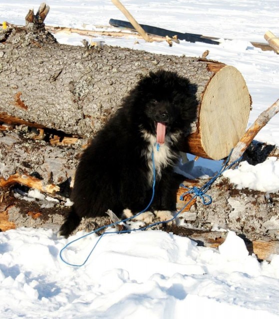 10171874_624647454292506_2082411511459672928_n.jpg (152.41 КБ) 7788 просмотров 10171874_624647454292506_2082411511459672928_n.jpg