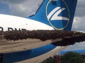 bees.jpeg