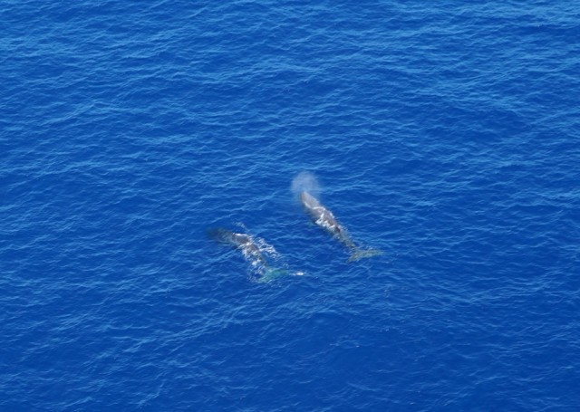 Whales_1_1.jpg