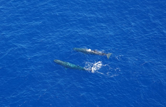 Whales_1_2.jpg