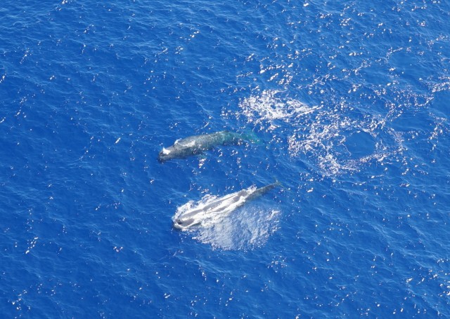 Whales_1_3.jpg