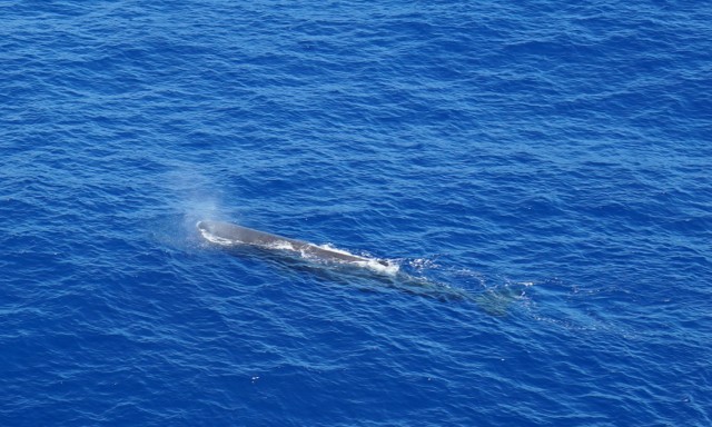 Whales_2_2.jpg