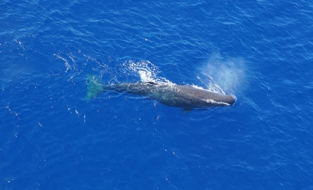 Whales_2_3.jpg