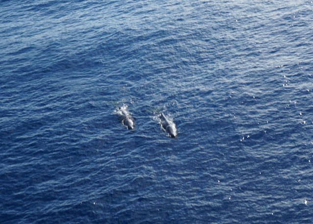 Whales_3_1.jpg