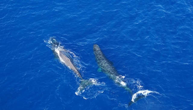 Whales_3_2.jpg