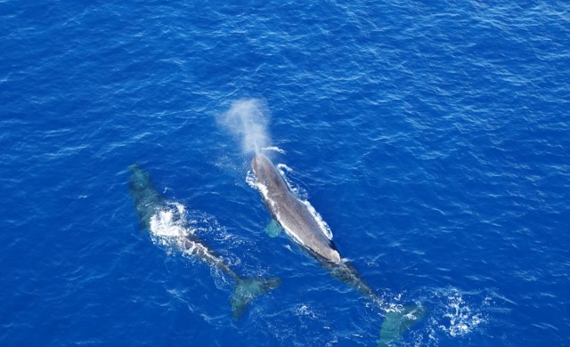 Whales_3_3.jpg