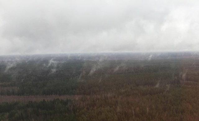 Лес парит.JPG